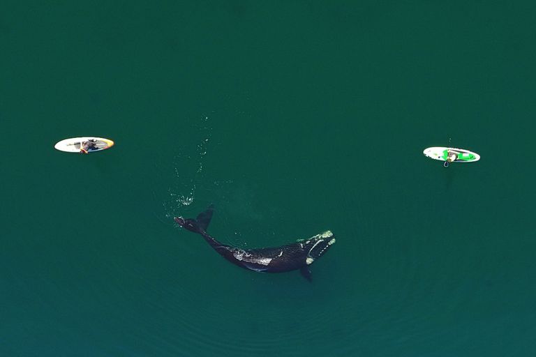 Puerto Madryn: The rides on surfboards, along with whales on the coast of Puerto Madryn, are a spectacle that cannot be stopped these days.