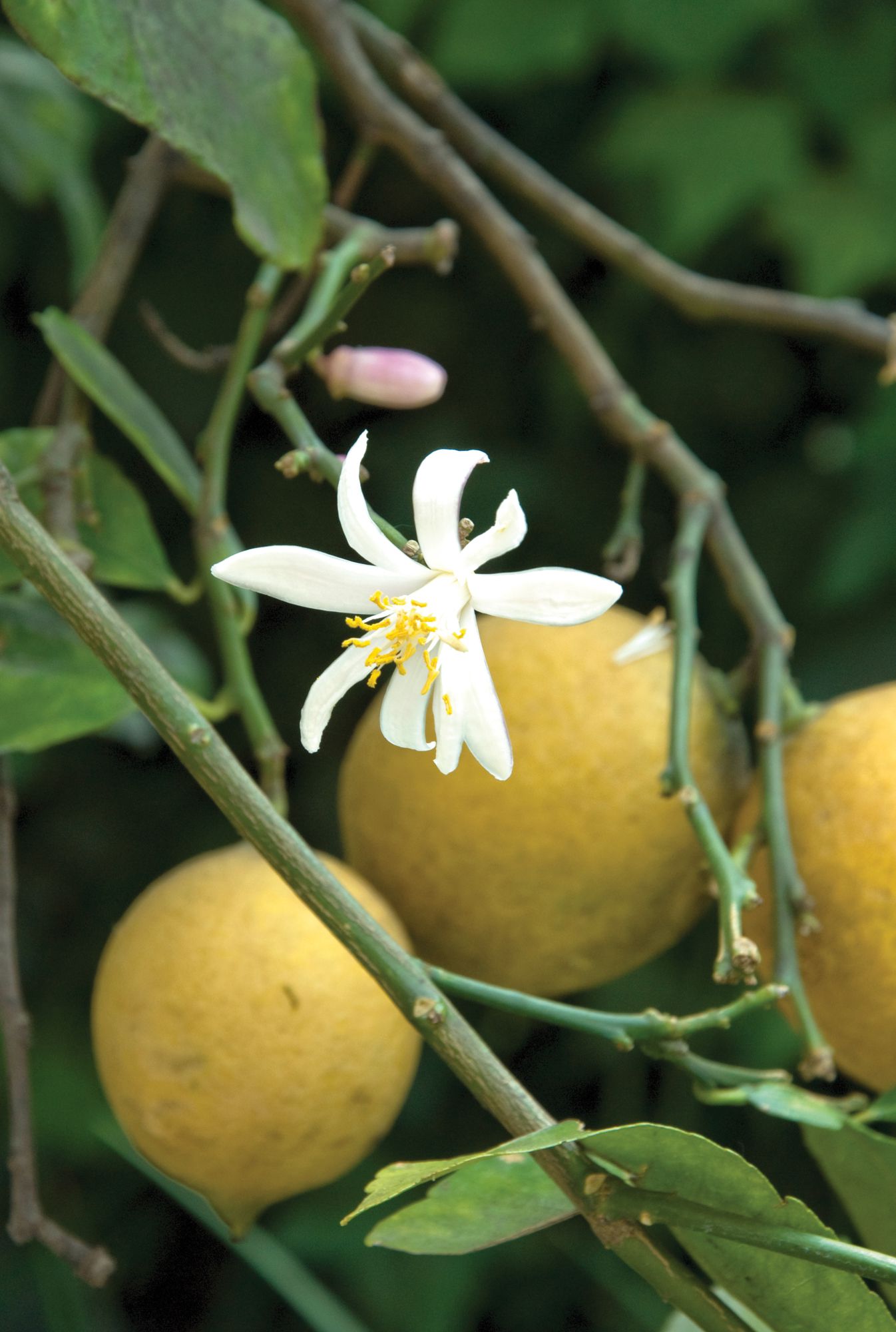El limonero de las cuatro estaciones da uno de los cítricos más deliciosos y azahares perfumados.