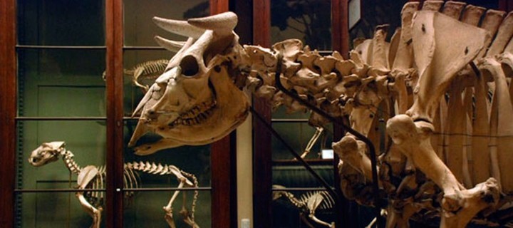 Un esqueleto de "vaca ñata",  que se conserva en el Museo de Ciencias Naturales de La Plata.