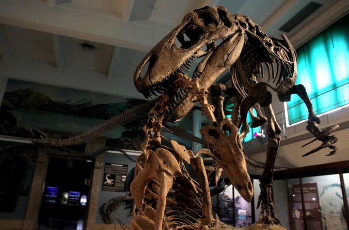Fotografía fechada el 22 de agosto de 2019, que muestra una vista de un dinosaurio en exhibición en el Museo Argentino de Ciencias Naturales Bernardino Rivadavia de Buenos Aires (Argentina). EFE/ Pablo Ramón