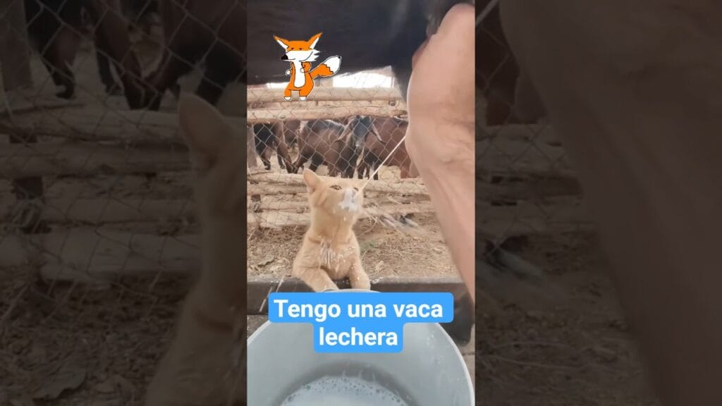 A este michi 🐈 le gusta tanto la leche que le compraron su vaca 🐄