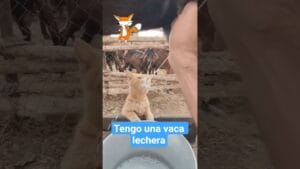 A este michi 🐈 le gusta tanto la leche que le compraron su vaca 🐄