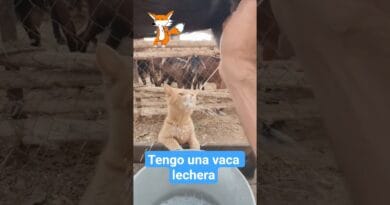 A este michi 🐈 le gusta tanto la leche que le compraron su vaca 🐄