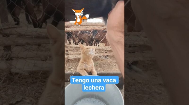 A este michi 🐈 le gusta tanto la leche que le compraron su vaca 🐄