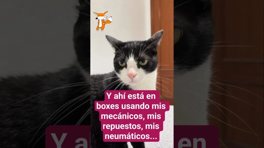 El Gato Colapinto se queja de que el Gato Gasly le usa todo #F1 #QatarGP