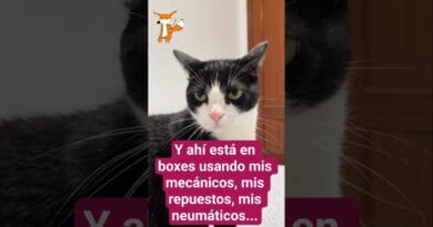 El Gato Colapinto se queja de que el Gato Gasly le usa todo #F1 #QatarGP