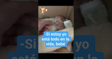 Gatito bebé 🐱🍼tiene miedo pero tiene alguien que lo ama ♥︎