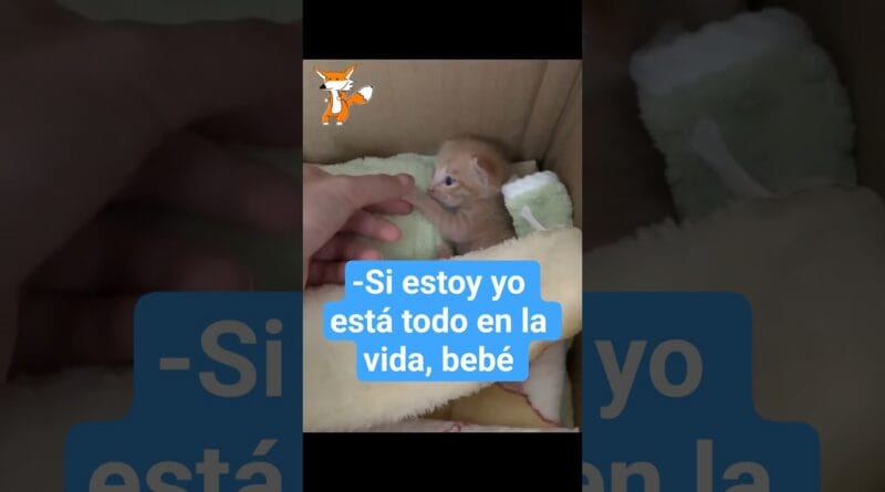 Gatito bebé 🐱🍼tiene miedo pero tiene alguien que lo ama ♥︎