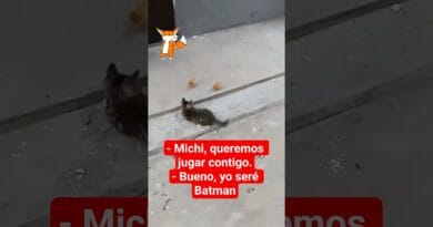 Gatito 🐱 juega con 2 pollitos 🐤 a qué el es "Michi Batman"