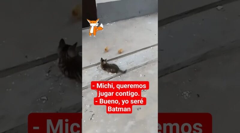 Gatito 🐱 juega con 2 pollitos 🐤 a qué el es "Michi Batman"