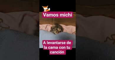 Gatito remolón se levanta de la camita si la mamá le canta 1 canción
