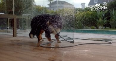 IVÁN DE PINEDA tiene 1 perro quilombero pero PATAGONIA FLOORING