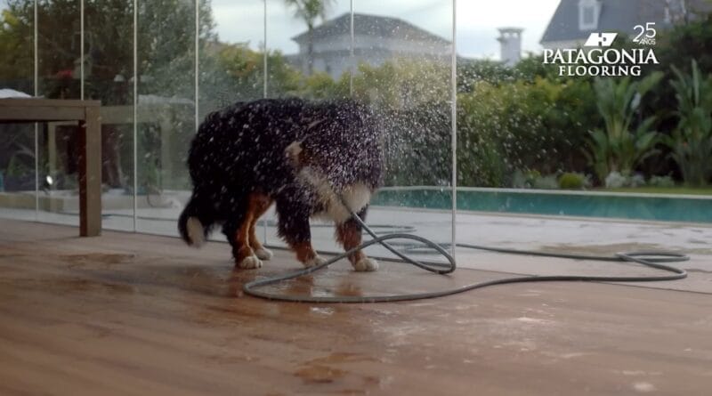 IVÁN DE PINEDA tiene 1 perro quilombero pero PATAGONIA FLOORING