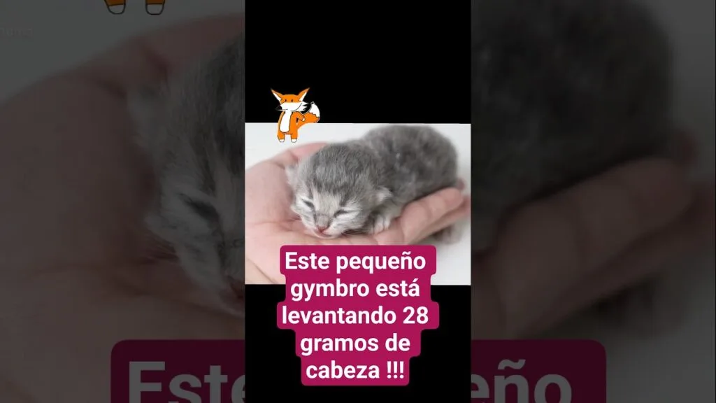 Michi gymbro🐱 levanta 28 gramos 💪🏼 después de 1 semana de gym !!