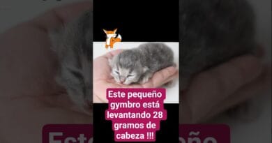 Michi gymbro🐱 levanta 28 gramos 💪🏼 después de 1 semana de gym !!