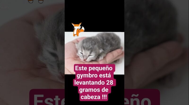 Michi gymbro🐱 levanta 28 gramos 💪🏼 después de 1 semana de gym !!