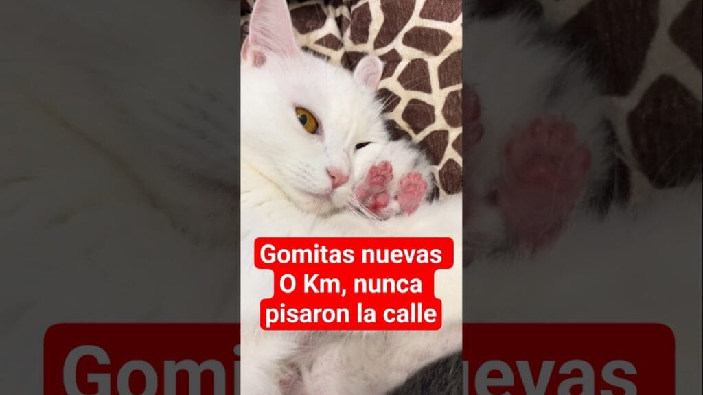 Ya nos entregaron el michi con las gomitas rosaditas 0 km 🐈🐾
