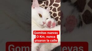 Ya nos entregaron el michi con las gomitas rosaditas 0 km 🐈🐾