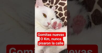 Ya nos entregaron el michi con las gomitas rosaditas 0 km 🐈🐾