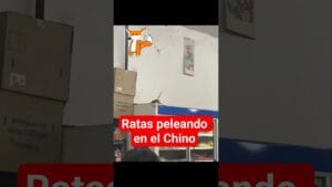 2 ratas pelean x 1 Manaos de UVA y 1 pedazo de queso en 1 chino
