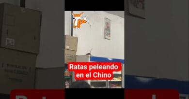 2 ratas pelean x 1 Manaos de UVA y 1 pedazo de queso en 1 chino