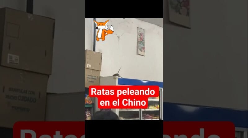 2 ratas pelean x 1 Manaos de UVA y 1 pedazo de queso en 1 chino