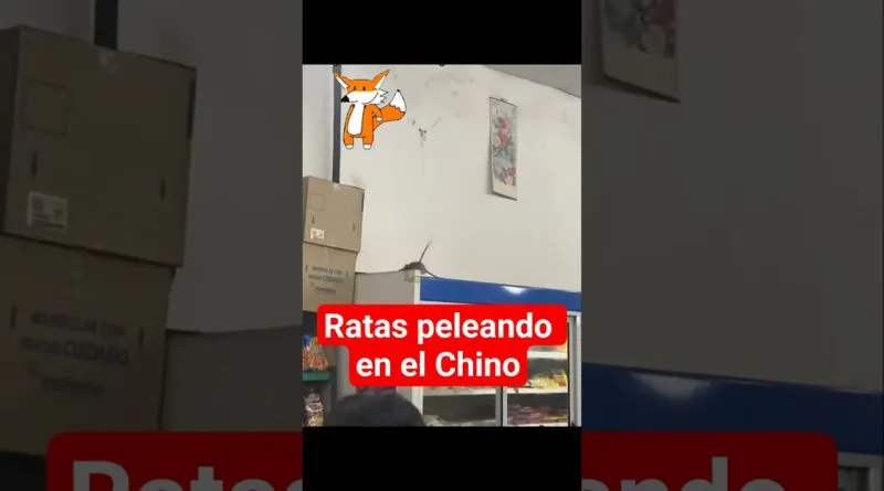 2 ratas pelean x 1 Manaos de UVA y 1 pedazo de queso en 1 chino