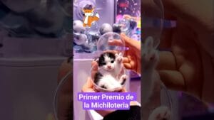 Este es el premio que saqué en la Michi Lotería de Navidad