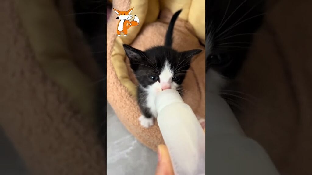 Gatito con hambre  toma leche 🍼 #gatos