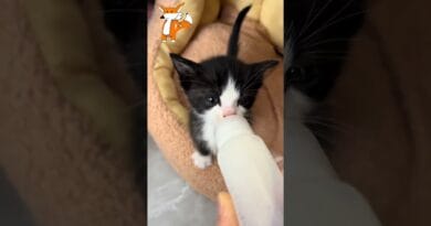 Gatito con hambre  toma leche 🍼 #gatos