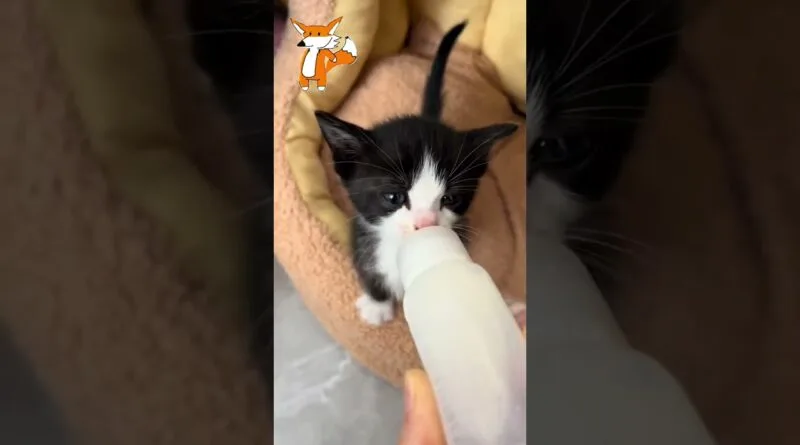 Gatito con hambre  toma leche 🍼 #gatos