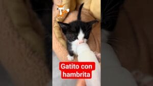 Gatito con hambrita (hambre chiquita) toma leche 🍼 - ZP Gatito con hambrita (hambre chiquita) toma leche 🍼