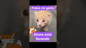 Si no Cantas "Pobre mi Gatito" con estos Michis, No Si no Cantas "Pobre mi Gatito" con estos Michis, No Tienes Alma 🎶😿