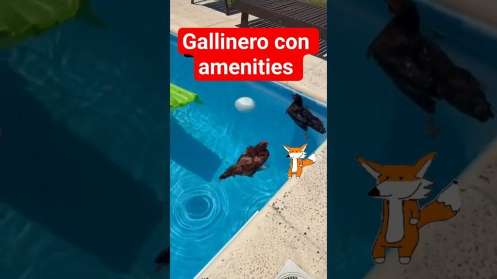 Asi veranean las gallinas chetas en Argentina...  #humor