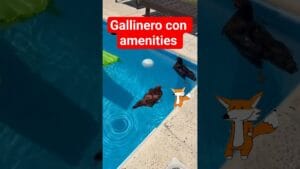 Asi veranean las gallinas chetas en Argentina...  #humor