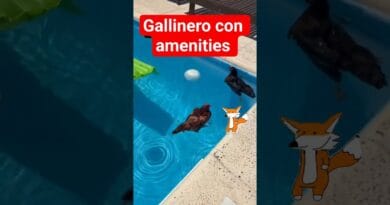Asi veranean las gallinas chetas en Argentina...  #humor