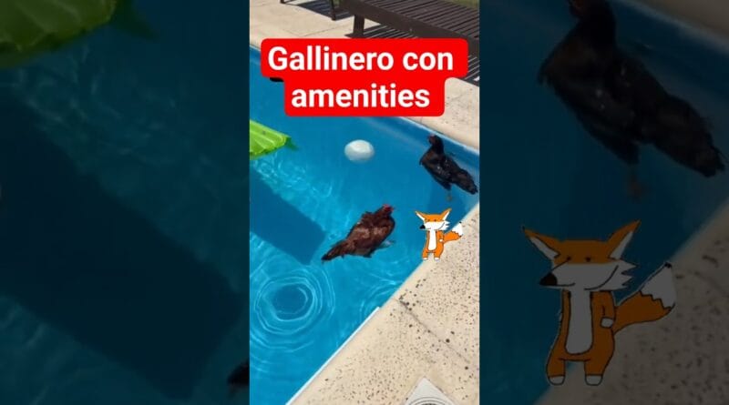 Asi veranean las gallinas chetas en Argentina...  #humor