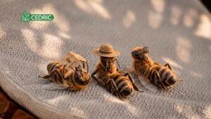 Abejas con sombreritos? Es IA? La publicidad de Cedric Balsámico